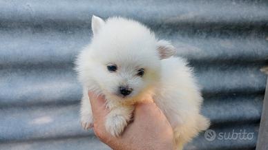 Spitz nani cuccioli