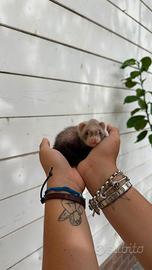 Furetti domestici