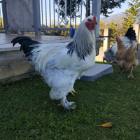 Gallo brahma di 8 mesi