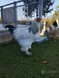 Gallo brahma di 8 mesi