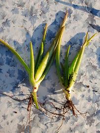 Aloe vera
