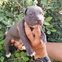 American pitbull terrier Ukc
