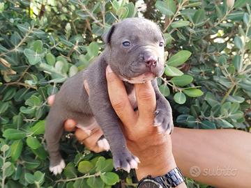 American pitbull terrier Ukc