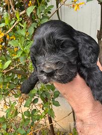 Cuccioli cocker