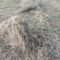fieno e erba medica in ballette
