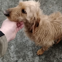 Segugio dell' appennino