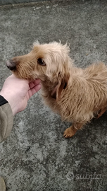 Segugio dell' appennino