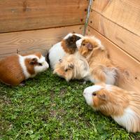 Cavie/porcellini d'india