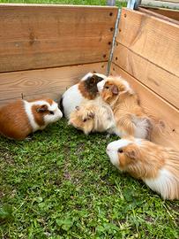 Cavie/porcellini d'india