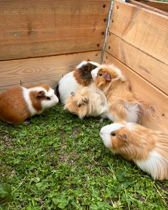 Cavie/porcellini d'india