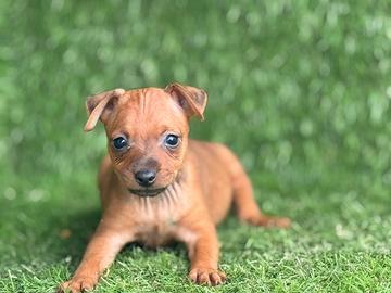 Pinscher