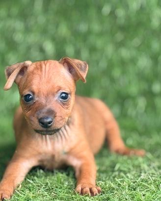Pinscher