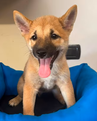 Disponibili shiba inu 2 mesi