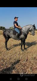 Cavallo 4 anni