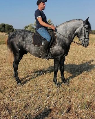 Cavallo 4 anni