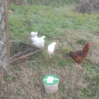 Galline ovaiole