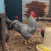 Galline ornamentali