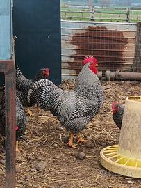 Galline ornamentali