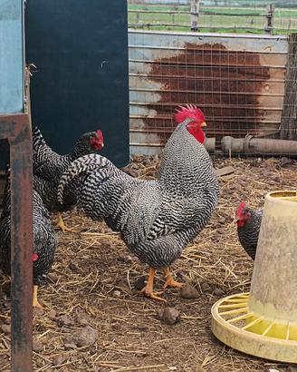 Galline ornamentali