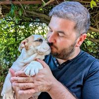 Cuccioli Bulldog inglese