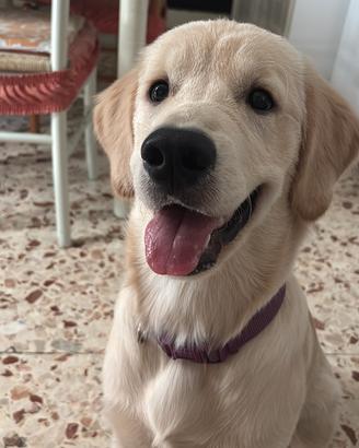 Un cane