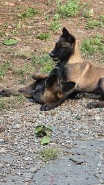Cucciolo malinois
