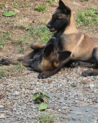 Cucciolo malinois