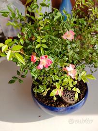 Bonsai Rosa Multiflora