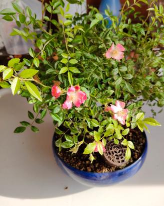 Bonsai Rosa Multiflora