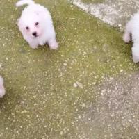bisoni maltezi mini toy 