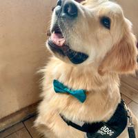 Disponibile maschio Golden per monta