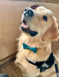 Disponibile maschio Golden per monta