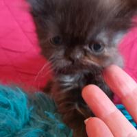 Gattina femmina persiana cincilla