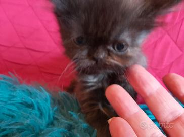 Gattina femmina persiana cincilla