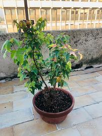 Bonsai