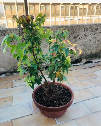 Bonsai