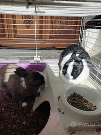 Conigli nani- papere-Galli