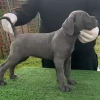 Cane corso
