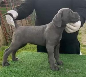 Cane corso