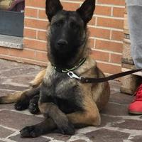 Pastore belga Malinois allevamento Enci