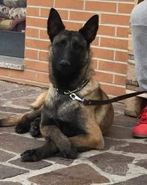 Pastore belga Malinois allevamento Enci