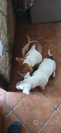 Cuccioloni