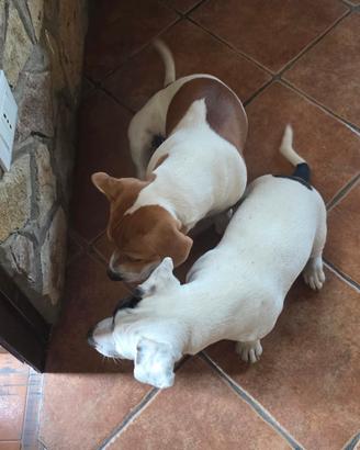 Cuccioloni