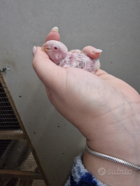 Inseparabili da imbecco