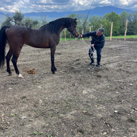 Cavallo purosangue arabo maschio