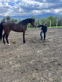 Cavallo purosangue arabo maschio