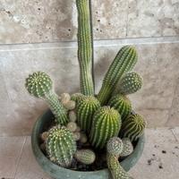 Cactus in composizione