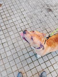 Pitbull merle