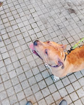 Pitbull merle