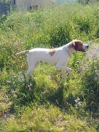 Pointer